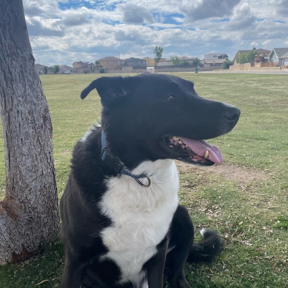 Meet your Posher, Kristie - Picture 4 of 4